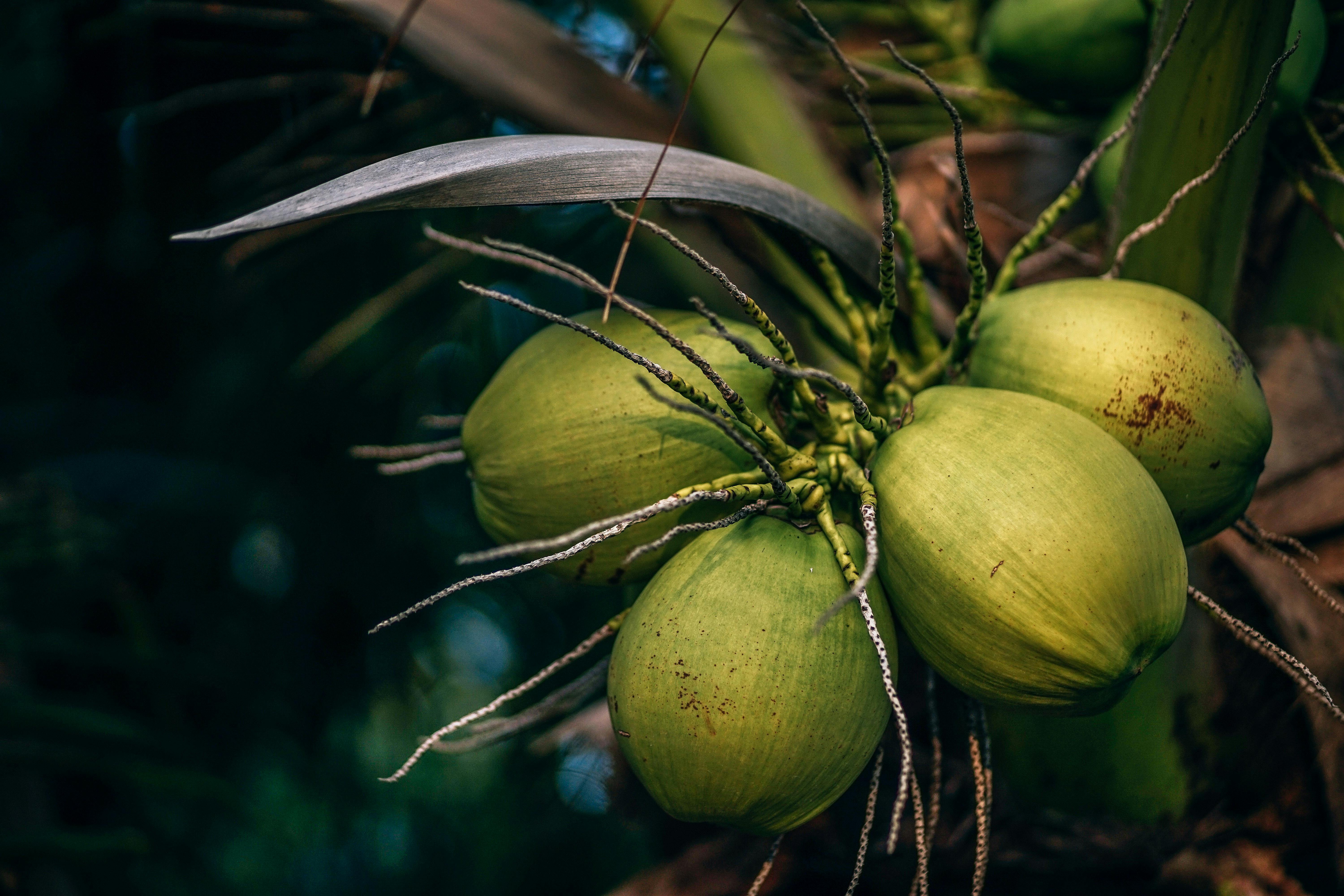 kelapa muda