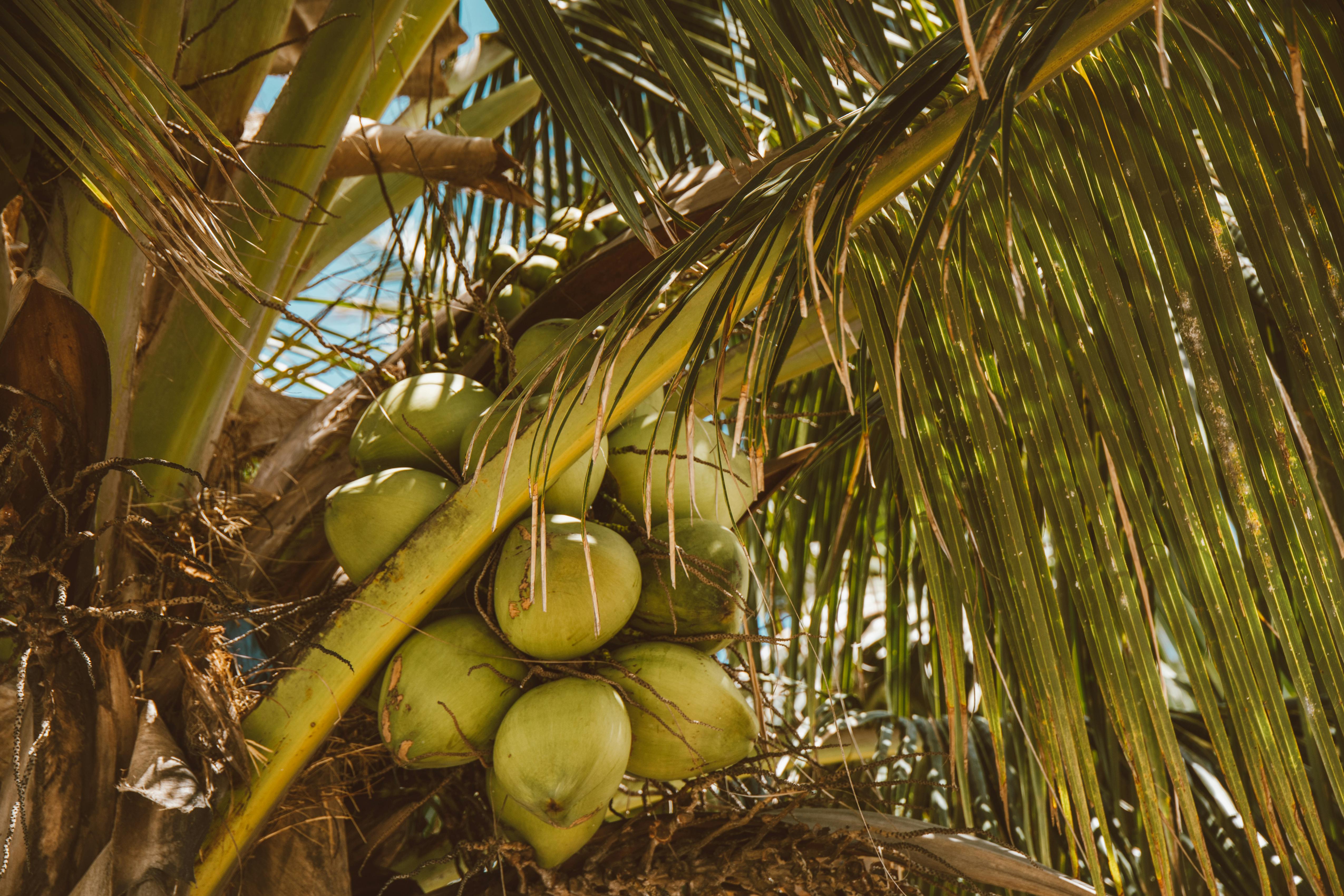 pohon kelapa